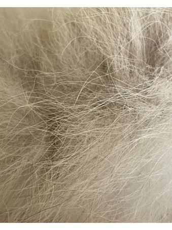 CHIENNE ROSY   EN RAKU